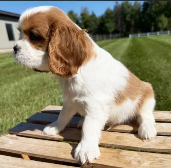 Occhi dolci cuore grande Cavalier King cuccioli | Foto 0