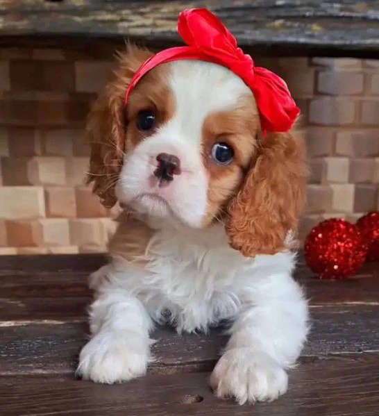 Cuccioli di Cavalier King un piccolo grande amore