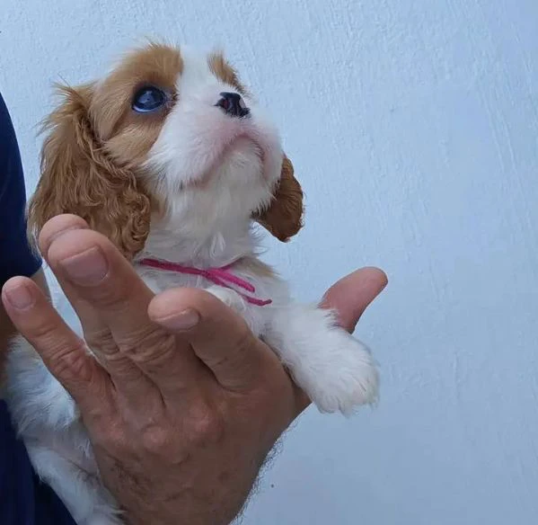 Un Cavalier King per ogni cuore