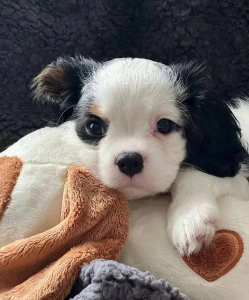 Un amore a quattro zampe ti aspetta | Foto 0