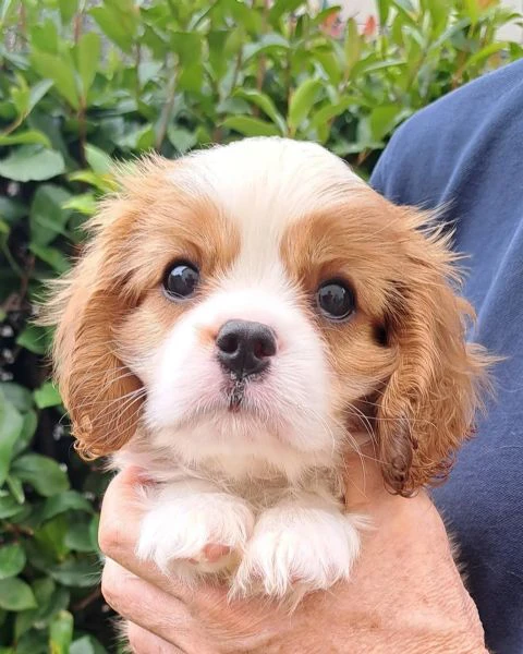 Cavalier King cuccioli disponibili