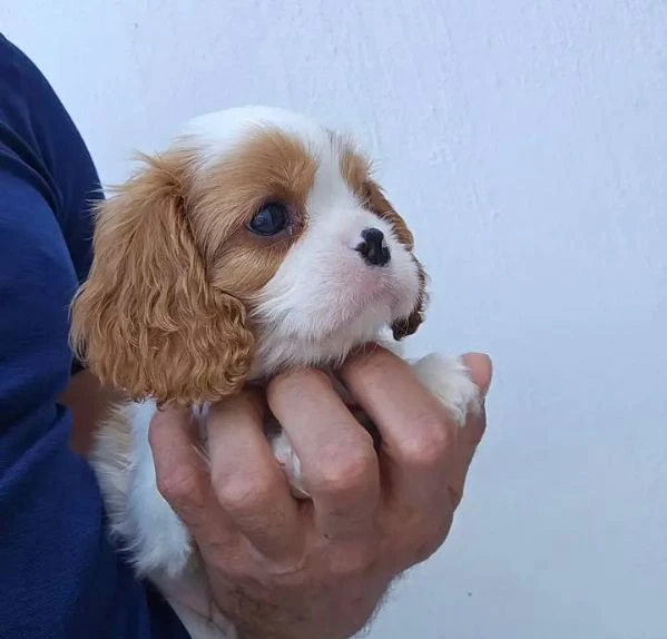 Occhi dolci cuore grande Cavalier King cuccioli