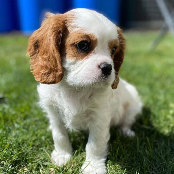 Cuccioli di Cavalier King un piccolo grande amore