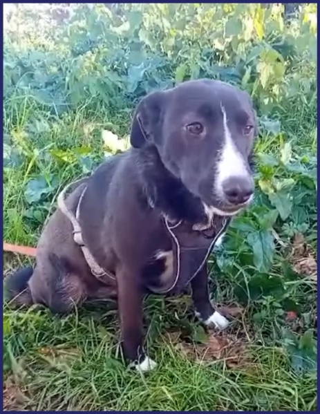 ADOZIONE URGENTE PER ALMA MERAVIGLIOSA CUCCIOLONA 8 MESI DAL CARATTERE DORO | Foto 0