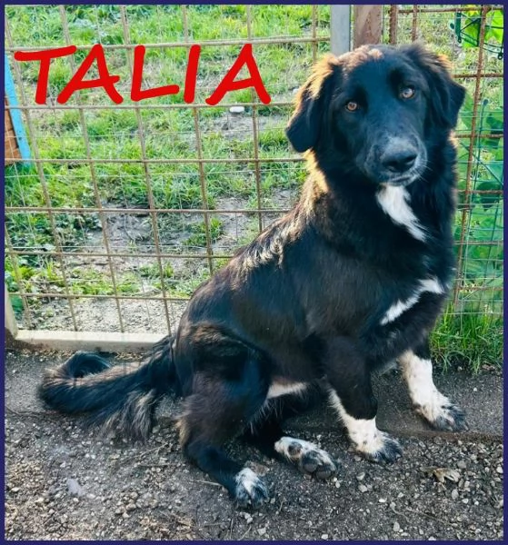 ADOZIONE URGENTE PER TALIA BELLISSIMA CUCCIOLONA 8 MESI DOLCE ED AFFETTUOSA