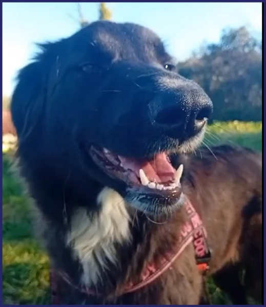 ADOZIONE URGENTE PER TALIA BELLISSIMA CUCCIOLONA 8 MESI DOLCE ED AFFETTUOSA | Foto 1