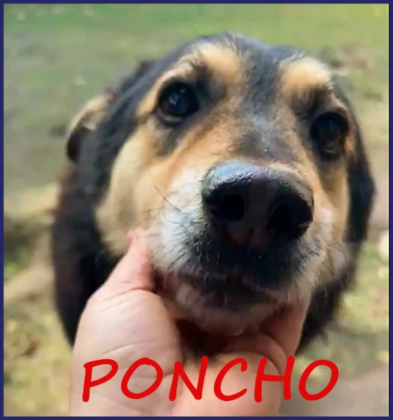 ADOZIONE DAMORE PER PONCHO PATATONE 8 ANNI E MEZZO IN CANILE DA TUTTA LA VITA DOLCE E BUONISSIMO