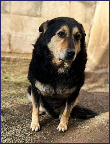 ADOZIONE DAMORE PER PONCHO PATATONE 8 ANNI E MEZZO IN CANILE DA TUTTA LA VITA DOLCE E BUONISSIMO | Foto 4