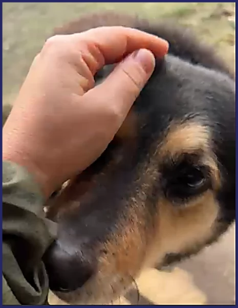 ADOZIONE DAMORE PER PONCHO PATATONE 8 ANNI E MEZZO IN CANILE DA TUTTA LA VITA DOLCE E BUONISSIMO | Foto 2