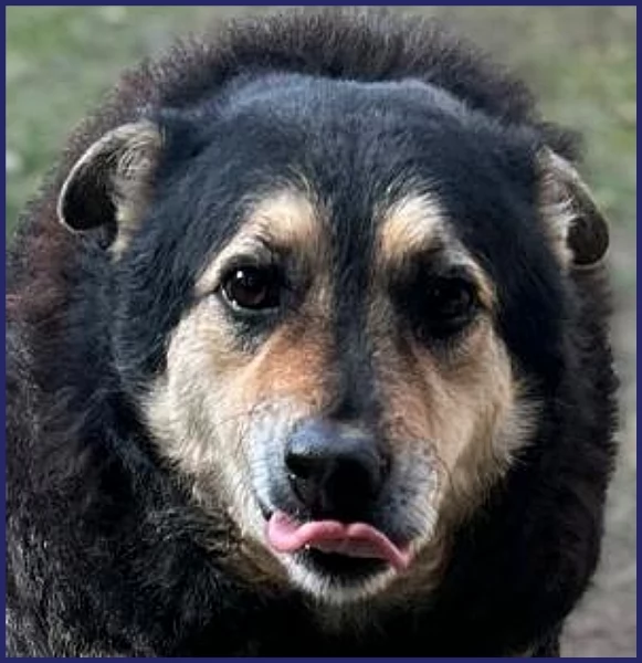 ADOZIONE DAMORE PER PONCHO PATATONE 8 ANNI E MEZZO IN CANILE DA TUTTA LA VITA DOLCE E BUONISSIMO | Foto 0