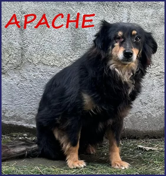 ADOZIONE DAMORE PER APACHE 9 ANNI HA UN OCCHIETTO AMMALATO E DEVE USCIRE DALLA GABBIA DOVE VIVE DA