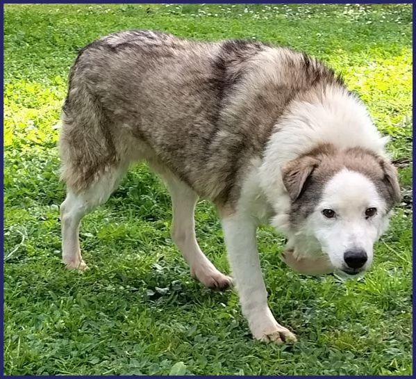 GENGIS CAN TENERO NONNINO DI 12 ANNI TUTTI VISSUTI IN GABBIA ORA SOGNA SOLO IL CALORE DI UNA FAMI | Foto 2