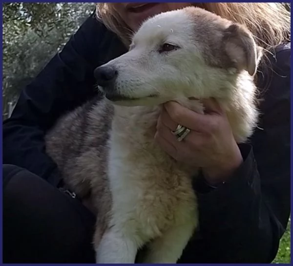 GENGIS CAN TENERO NONNINO DI 12 ANNI TUTTI VISSUTI IN GABBIA ORA SOGNA SOLO IL CALORE DI UNA FAMI | Foto 1