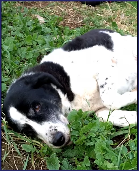 CHIANINA 12 ANNI DI VITA IN GABBIA UNA DOLCE PATATONA CHE MERITA FINALMENTE UNA FAMIGLIA | Foto 6