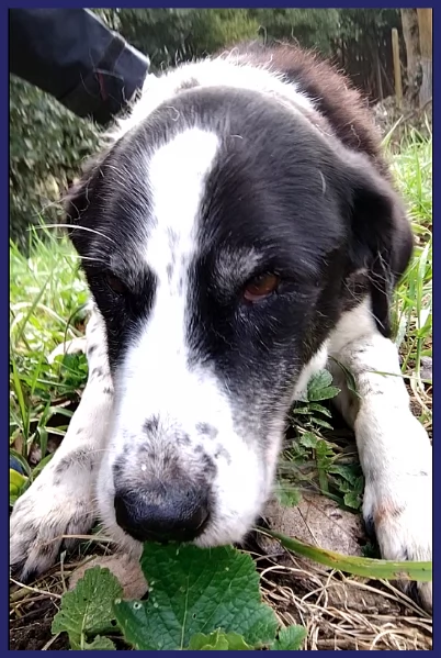 CHIANINA 12 ANNI DI VITA IN GABBIA UNA DOLCE PATATONA CHE MERITA FINALMENTE UNA FAMIGLIA | Foto 5