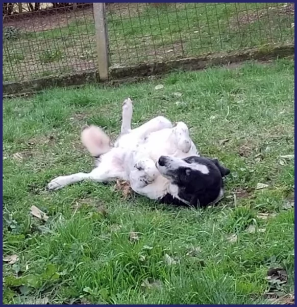 CHIANINA 12 ANNI DI VITA IN GABBIA UNA DOLCE PATATONA CHE MERITA FINALMENTE UNA FAMIGLIA | Foto 2