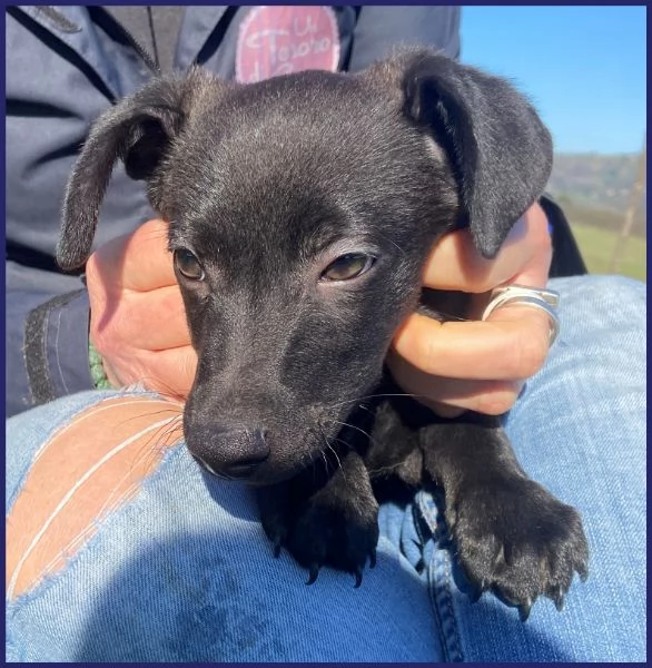 SOUL MERAVIGLIOSO CUCCIOLOTTO 2 MESI PRONTO PER UNA MAMMA UMANA CHE VOGLIA AMARLO | Foto 4