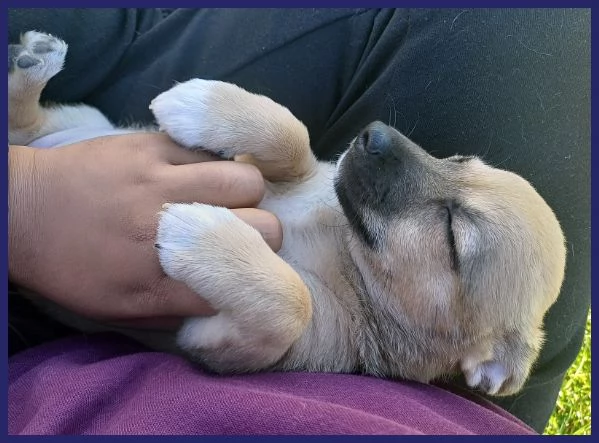 POP  STUPENDO CUCCIOLO 2 MESI SOGNA UNA FAMIGLIA CHE LO CRESCA CON AMORE | Foto 5