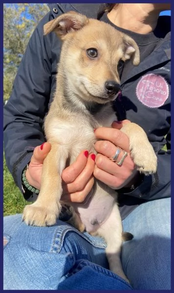 POP  STUPENDO CUCCIOLO 2 MESI SOGNA UNA FAMIGLIA CHE LO CRESCA CON AMORE | Foto 2