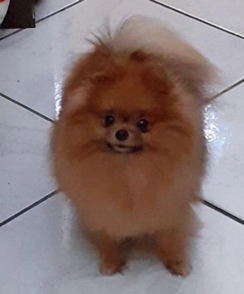 Vendita cucciolo spitz tedesco nano detto anche volpino di Pomerania | Foto 3