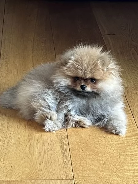 Vendita cucciolo spitz tedesco nano detto anche volpino di Pomerania | Foto 1