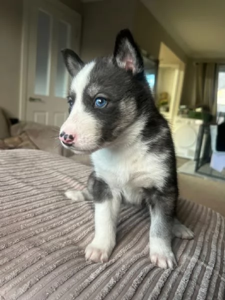 Cuccioli Siberian Husky