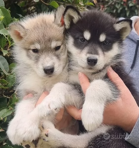 Cuccioli di Siberian Husky