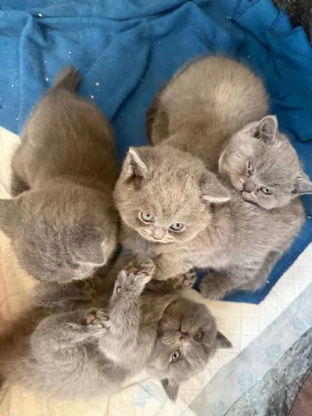 Cuccioli British Shorthair