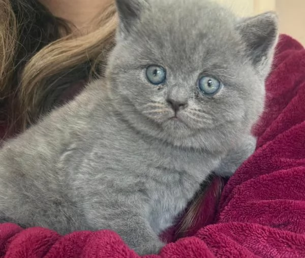 Gatti British Shorthair