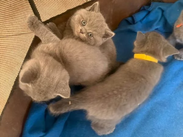 Micini cuccioli gattini British shorthair