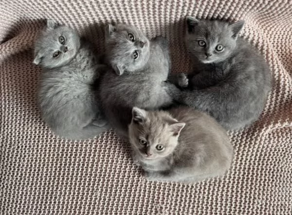 Bellissimi cuccioli di British shorthair 