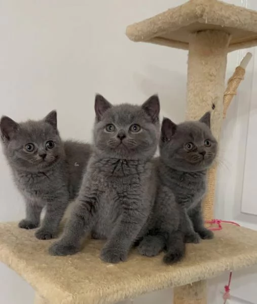 Favolosi Cuccioli British Shorthair