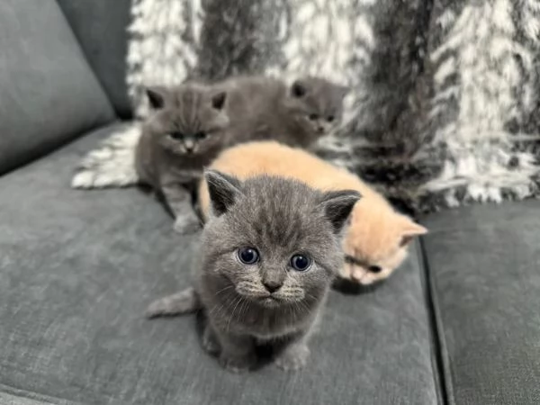 Cucciole British Shorthair