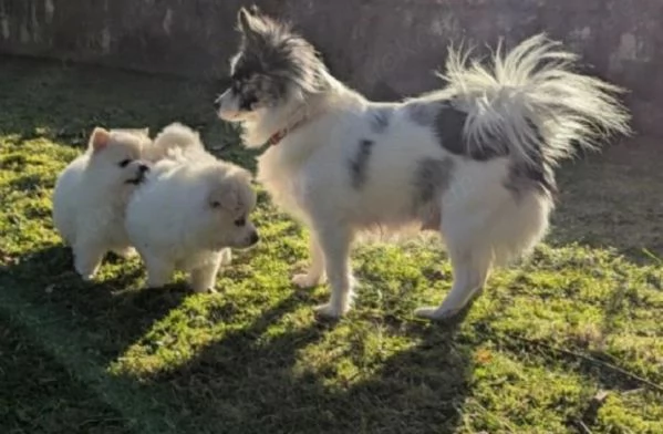 Bellissimi cuccioli di Pomerania Toy maschi e femmine adozione