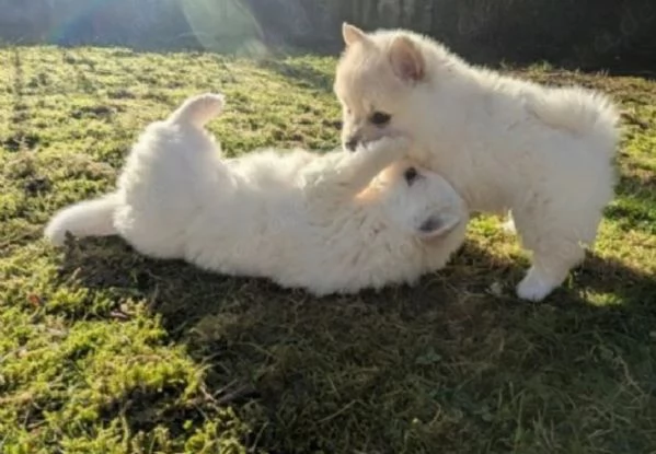 Bellissimi cuccioli di Pomerania Toy maschi e femmine adozione | Foto 1