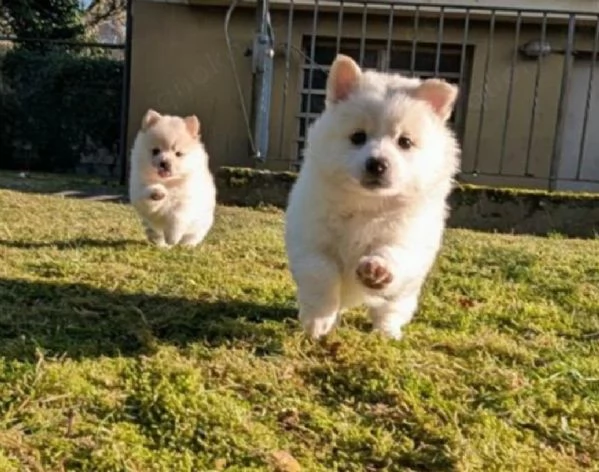 Bellissimi cuccioli di Pomerania Toy maschi e femmine adozione | Foto 0