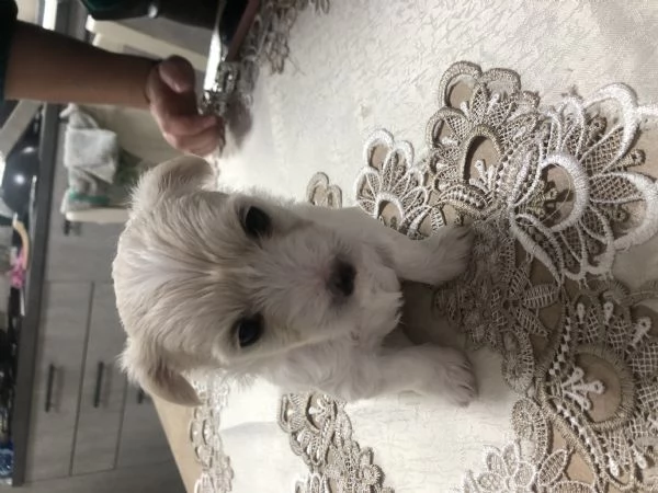 Cuccioli Maltese cercano casa