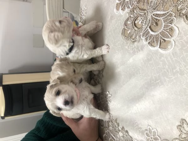 Cuccioli Maltese cercano casa | Foto 3