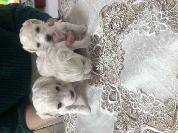 Cuccioli Maltese cercano casa | Foto 2