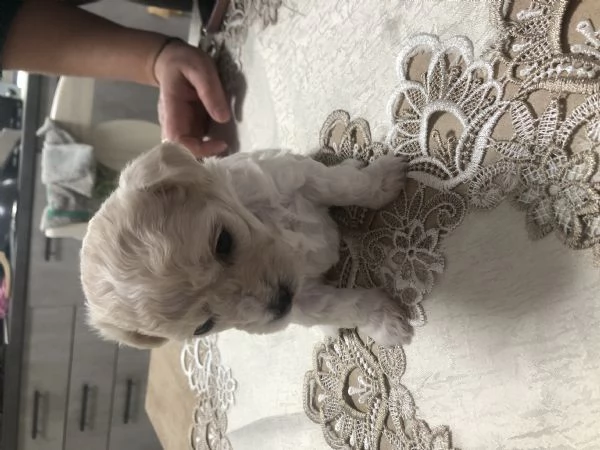 Cuccioli Maltese cercano casa | Foto 1