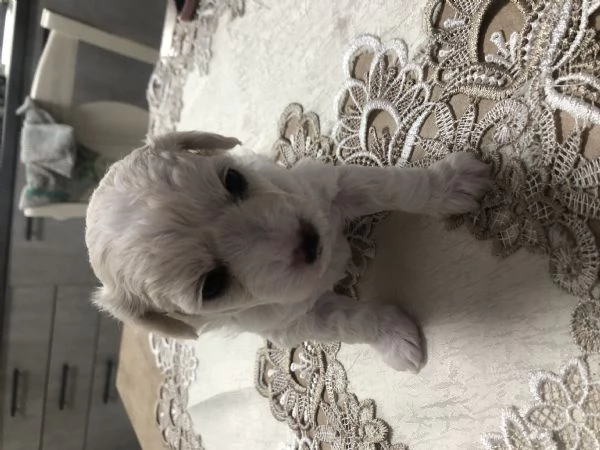 Cuccioli Maltese cercano casa | Foto 0