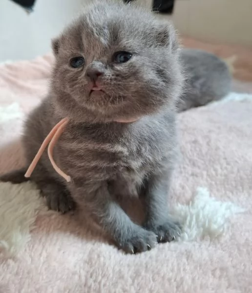 British shorthair con pedigree