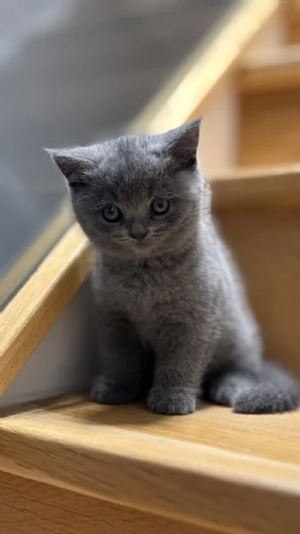 British shorthair