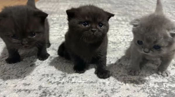 Cuccioli British Shorthair