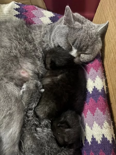 British shorthair Blue