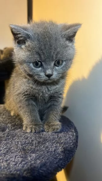 Stupendi British Shorthair gattini