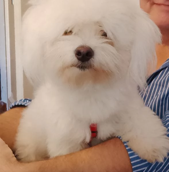 Cane Coton de Tulear tipo maltese disponibile per accoppiamento 