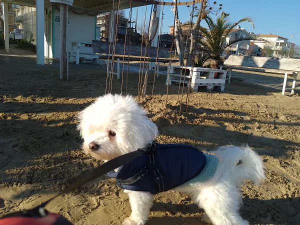 Cane Coton de Tulear tipo maltese disponibile per accoppiamento  | Foto 1