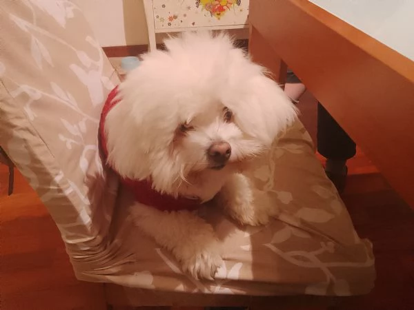 Cane Coton de Tulear tipo maltese disponibile per accoppiamento  | Foto 0