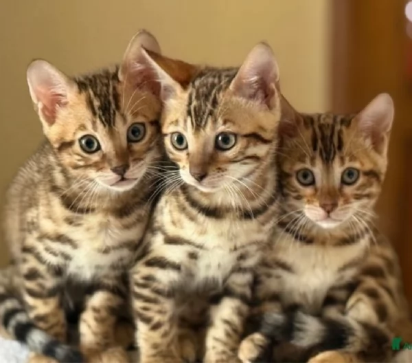 Gatini Bengala ALLEVATI CON AMORE per adozione | Foto 2